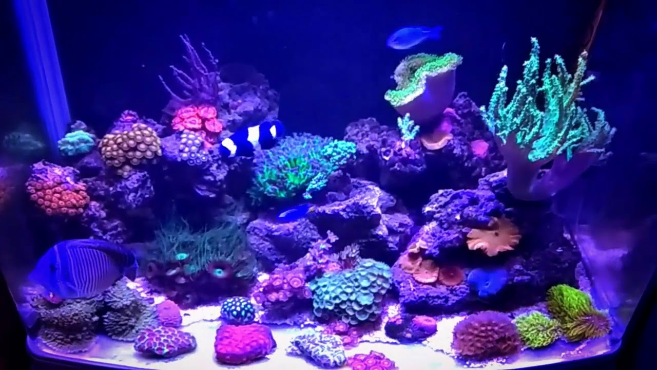 Corales sencillos que aportan mucho al acuario