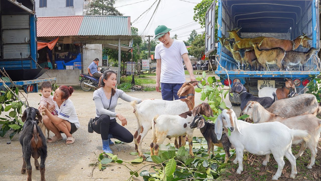 Buy Many Goats From Farmers - Use Truck To Transport Goats Goes To Village Market Sell