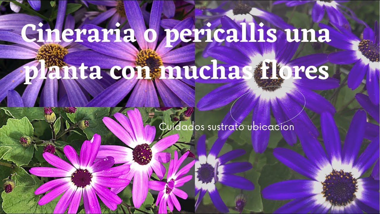Cineraria o pericallis una planta con una explosion de flores cuidados sustrato y ubicación