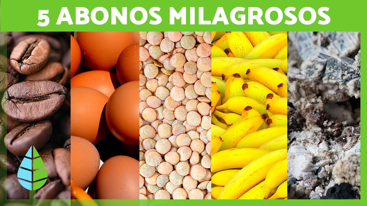 5 Abonos NATURALES para tus PLANTAS 🌱 [ Fertilizantes CASEROS ]