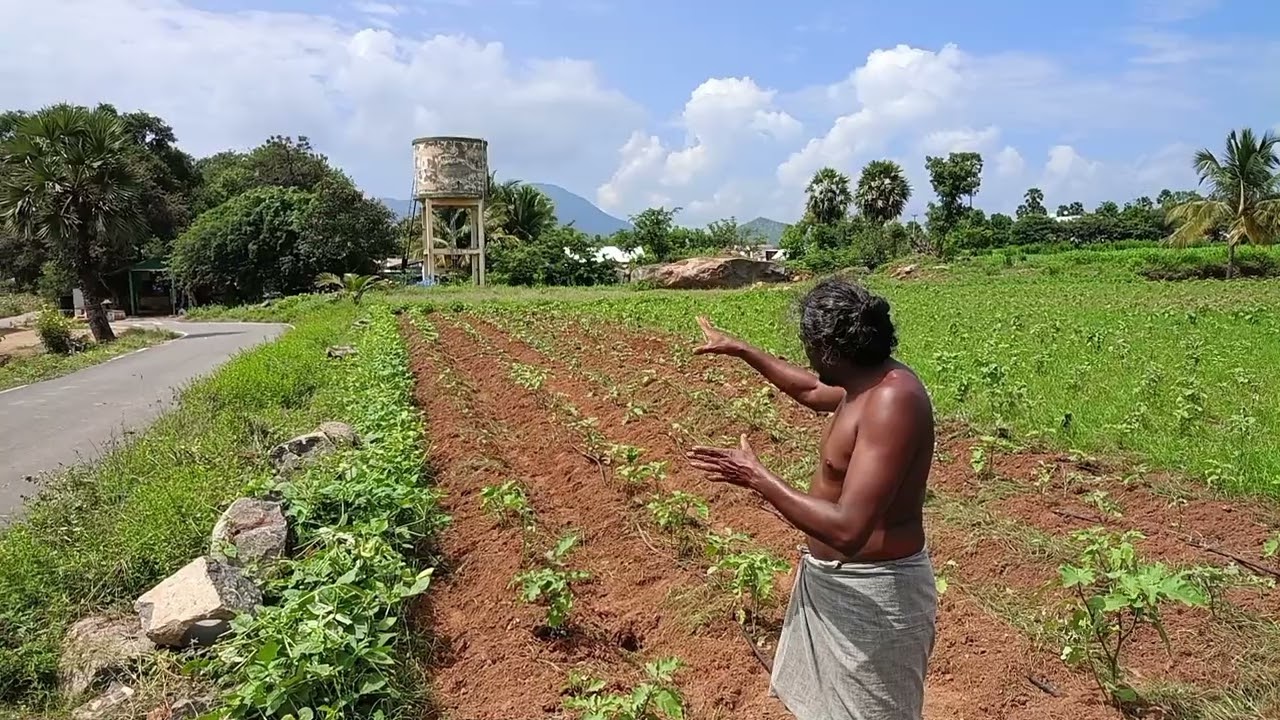 உழைப்போம்  உயர்வோம் உயர்வே சிறப்பு கண்ணாடி கத்திரிக்காய் வளர்ப்பு #metturayyappan1 .