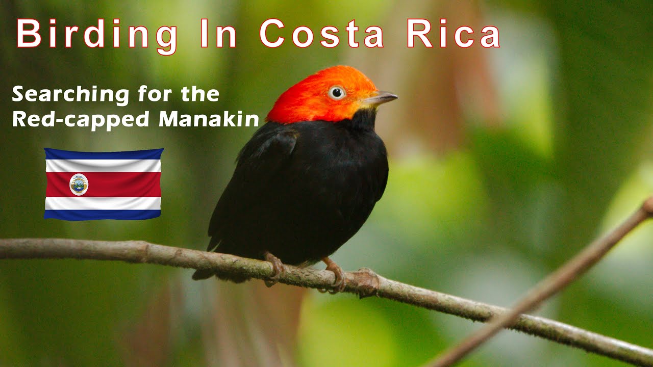Birding In Costa Rica - Searching for the Red-capped Manakin
