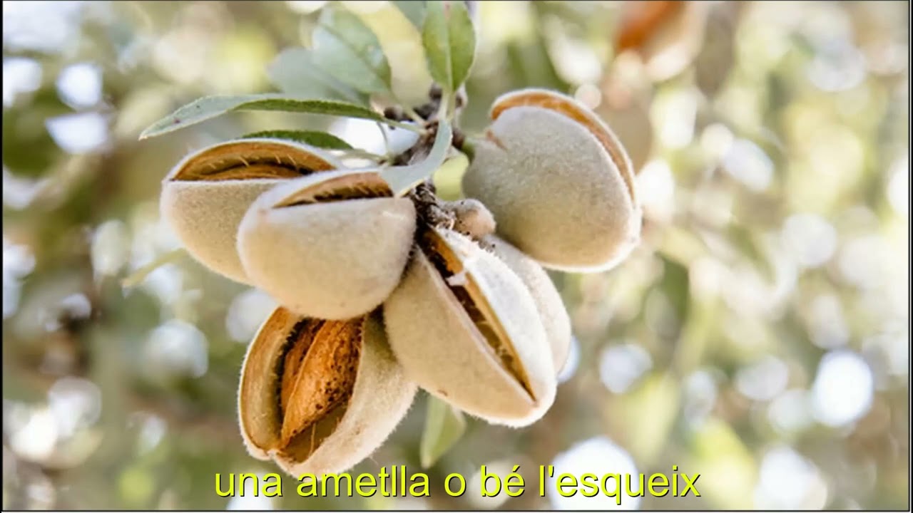 L'enamorat li deia, (Joan Salvat-Papaseit)