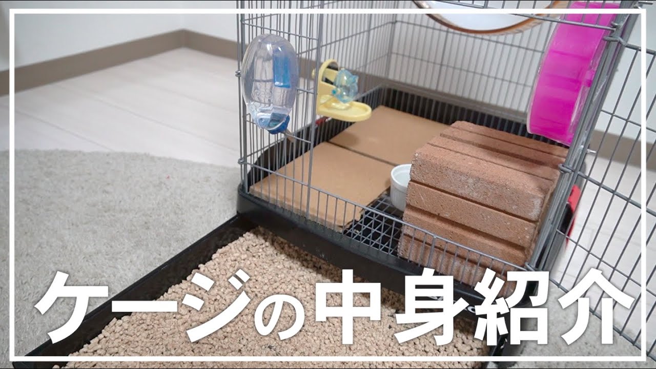 ケージ紹介していくよー！！【ファンシーラット】
