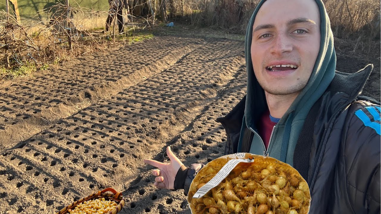Am plantat arpagic cu plantatorul 2000!