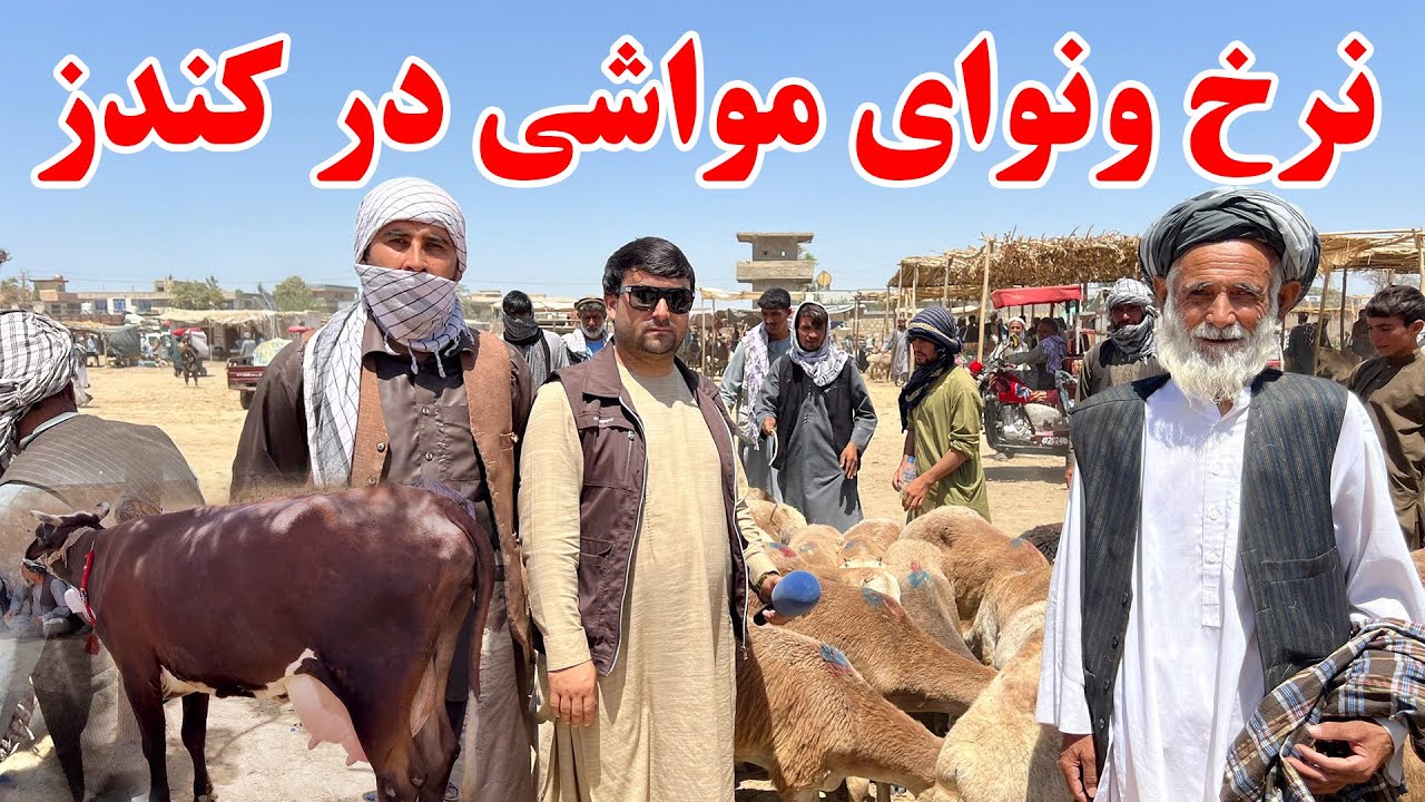 گزارش تازه از نرخ ونوای مواشی در مندوی مواشی کندز | قیمت گاوهای گوشتی وشیری | قیمت گوسفند | تبسم شهر