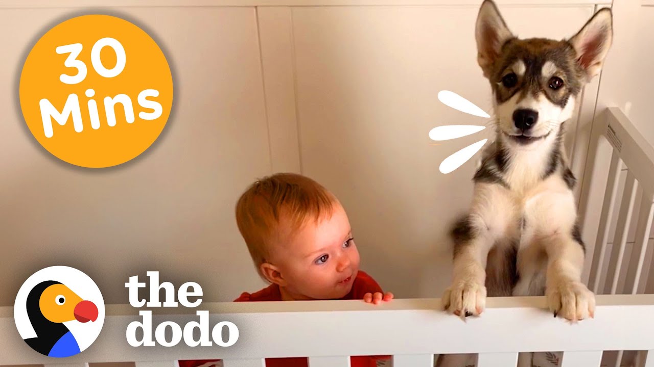 30+ Minutes Of Animals Who Tug At Your Heartstrings | The Dodo