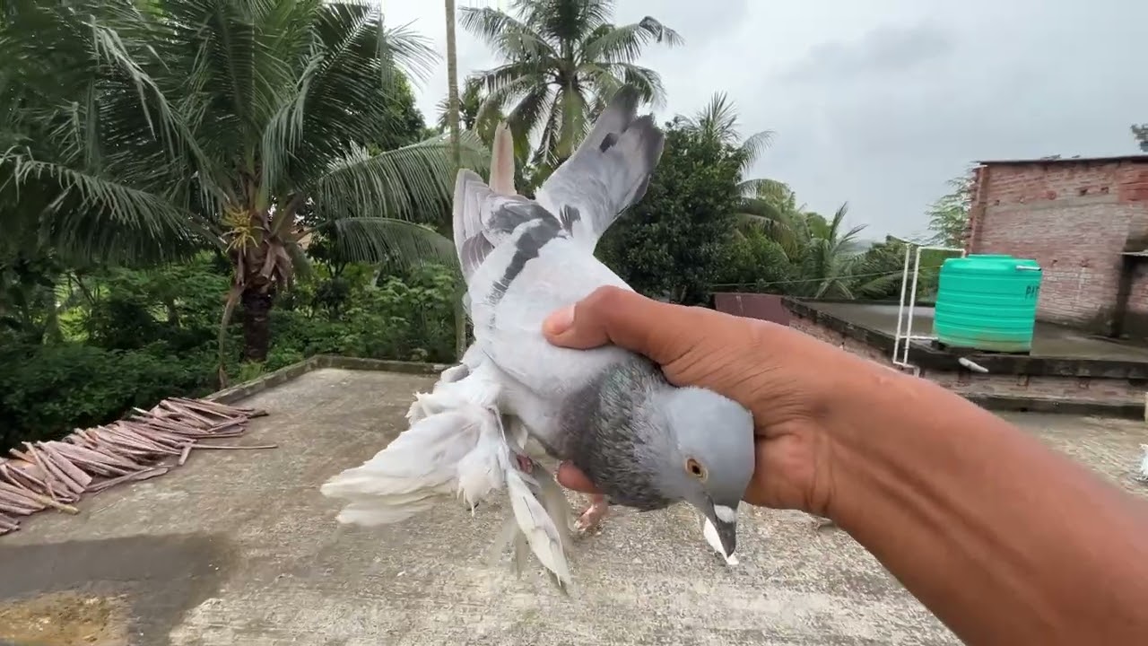 নতুন পায়রা জোরা কোরলাম🕊️🧿#montuvolg #newpost #tranding #kabotar #viwes #vlog #viral #viralvideos