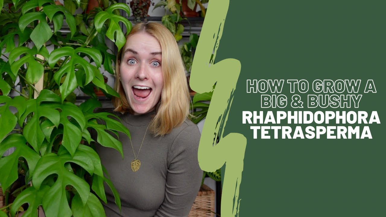 Rhaphidophora Tetrasperma care guide | Grow it big & bushy 😏