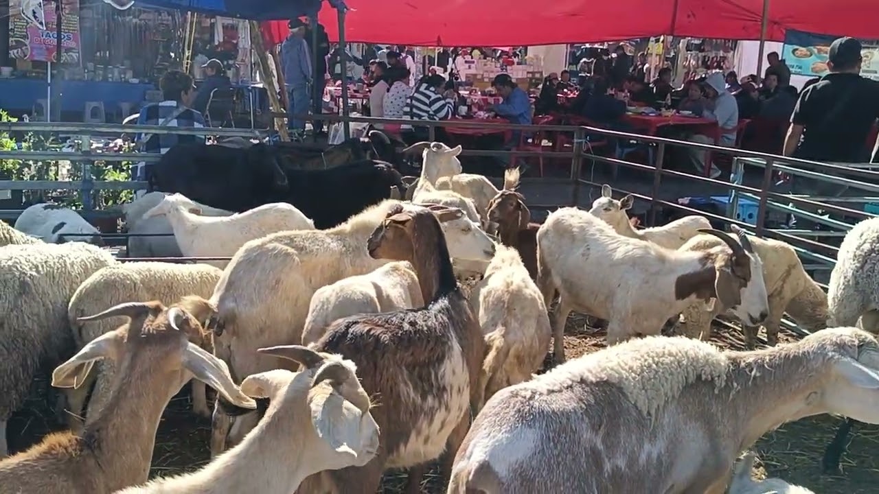 Plaza ganadera estado de México Especial de borregos 