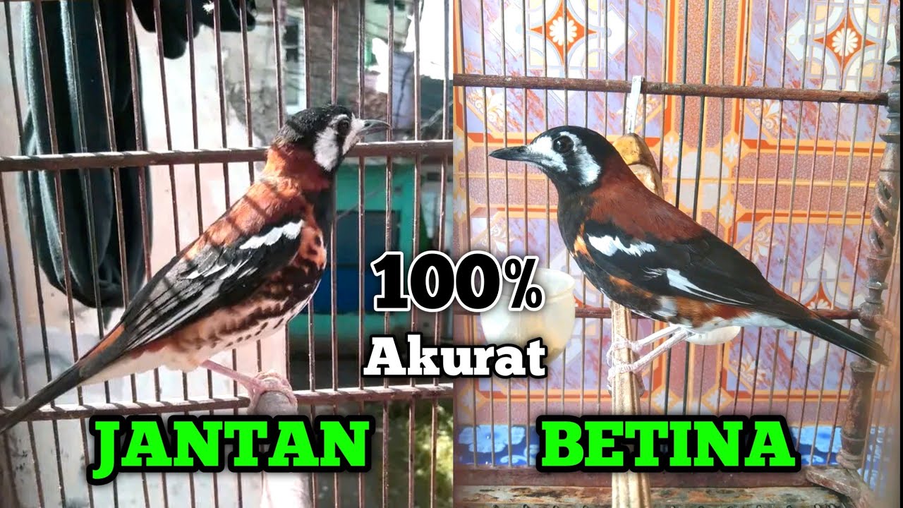 Cara Membedakan Anis Macan Jantan Dan Betina