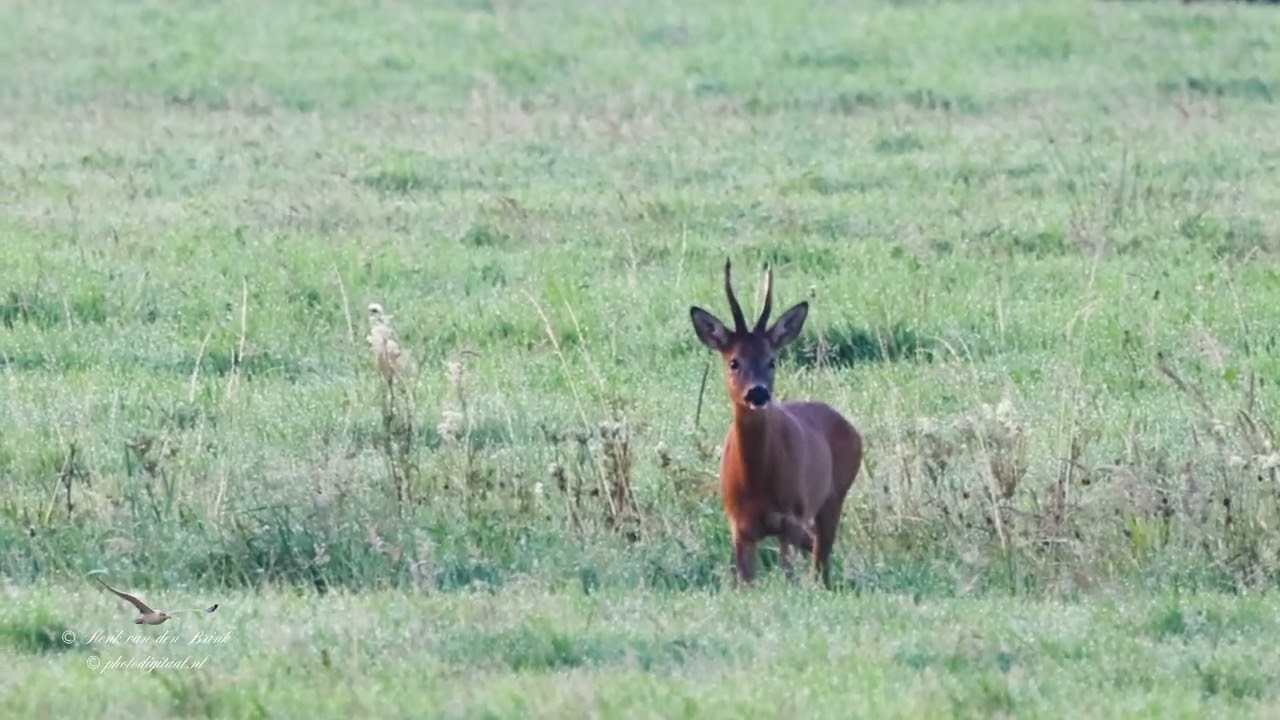 Roe Deer (Capreolus capreolus)