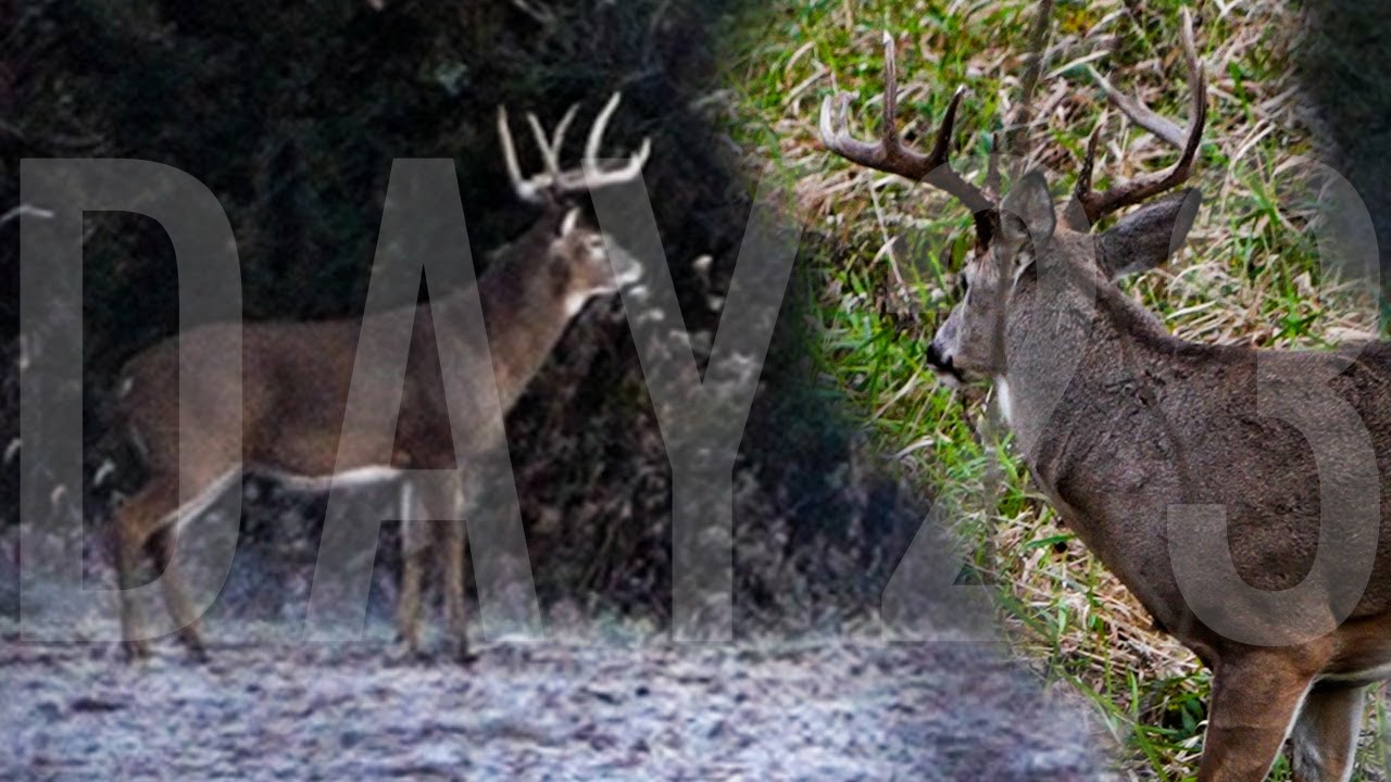 Big Mac Encounter, Going After Dak | Mike's Blog
