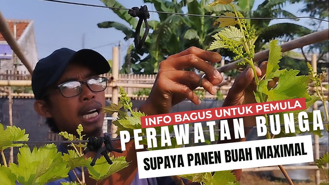 Rahasia Perawatan, Agar Bunga Anggur Menjadi Buah Berukuran Maksimal Dan Rasanya Optimal.