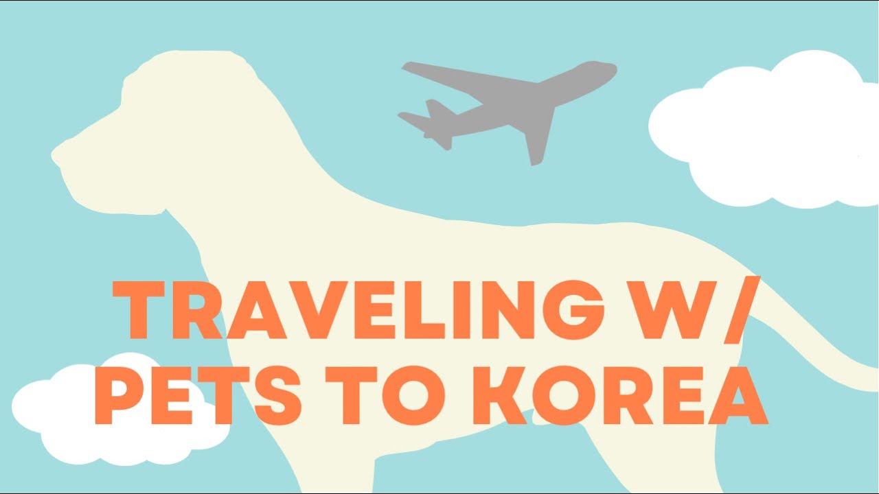 How to bring dogs to Korea Step by Step 🐕 🐈&zwj;⬛ | minvid day 2