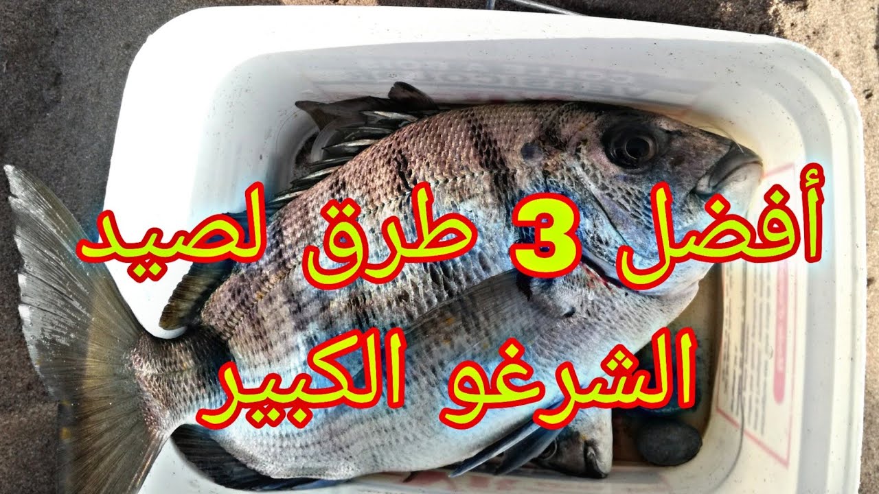 أفضل ثلاث تقنيات لصيد الشرغو الكبير،الصيد بالقصبة.