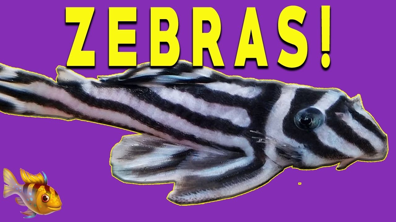 L046 Zebra Pleco