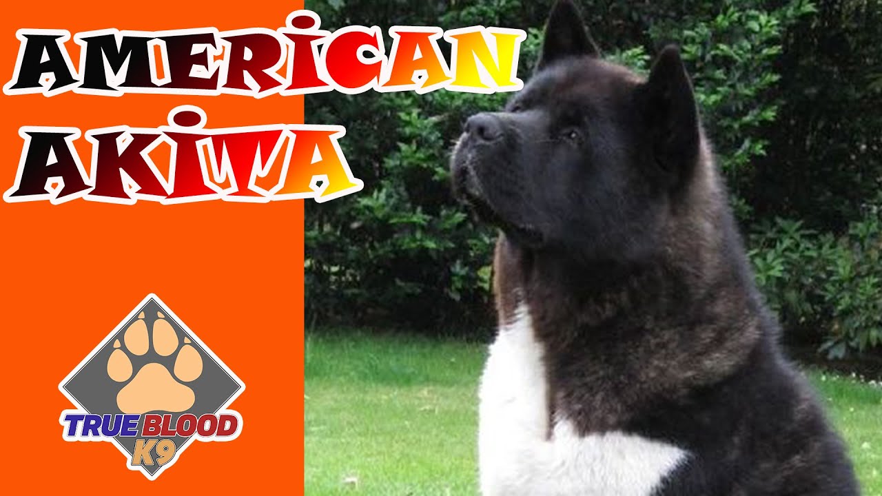 SAMURAY KÖPEĞİNDEN - AMERİKAN AKİTA' YA - ÇOK SERT KÖPEKLER