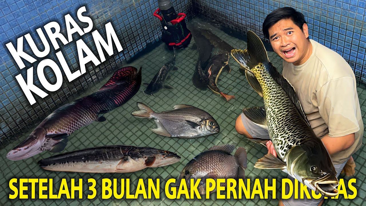 KURAS KOLAM SETELAH 3 BULAN GAK DIKURAS! SEMUA IKAN SUDAH SEBESAR INI! HARUS EVAKUASI BIAR GAK GIGIT