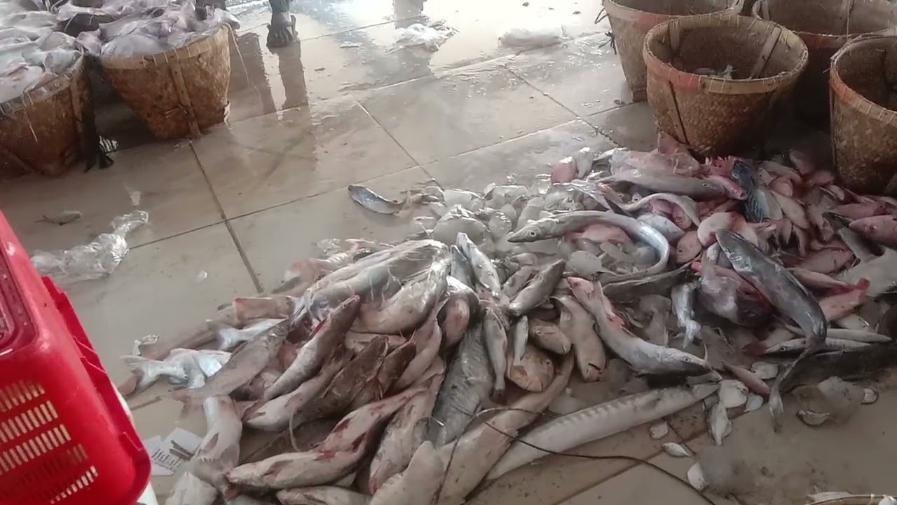 Mengenal Jenis jenis ikan laut yang ada di pelelangan ikan Blanakan #ikanlaut #fishing #fishing