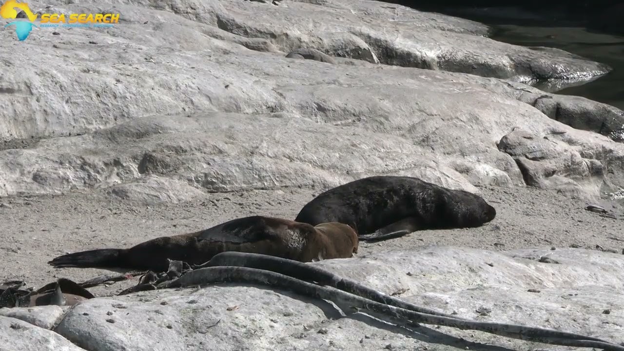 Suspected rabies in Cape fur seal pup