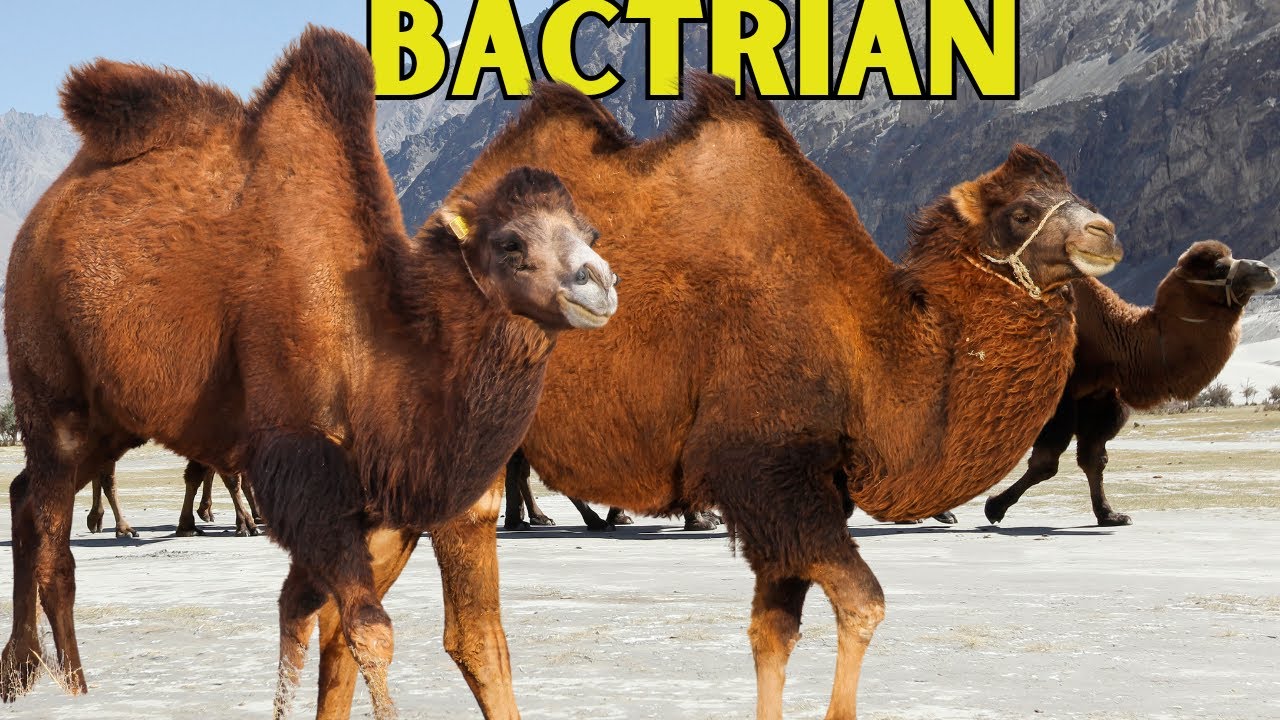 Bactrian Camel: The Two-Humped Deserts Camel