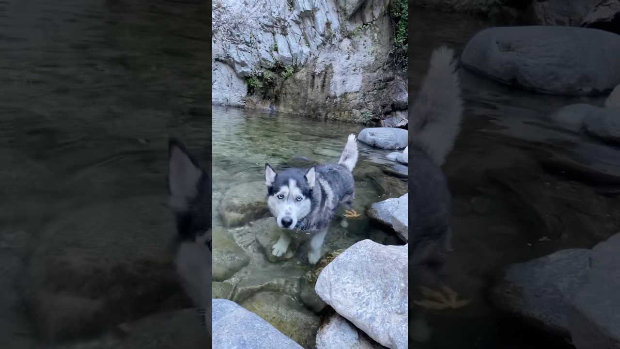 Wolf the Husky enjoying the waterfall #husky #siberianhusky #hiking #waterfall