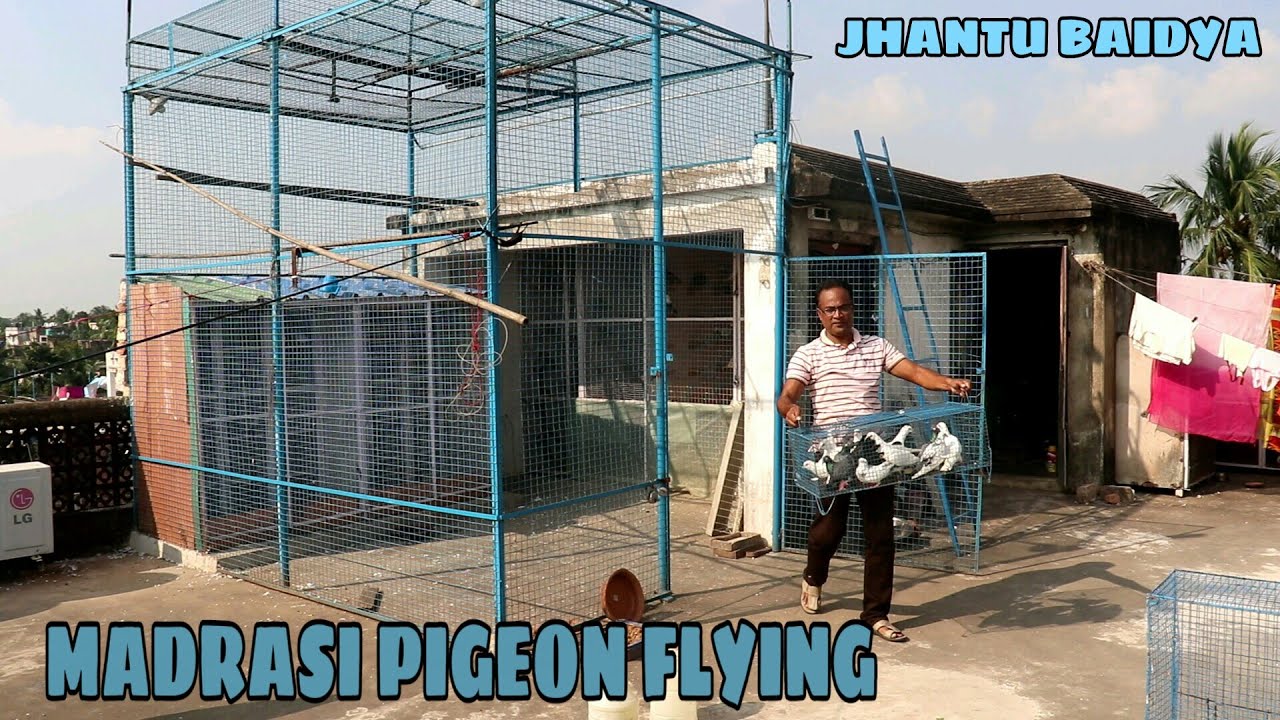 MADRASI PIGEON FLYING OF JHANTU BAIDYA / ঝন্টু বৈদ্যের মাদ্রাসী পায়রার উড়ান দেখুন