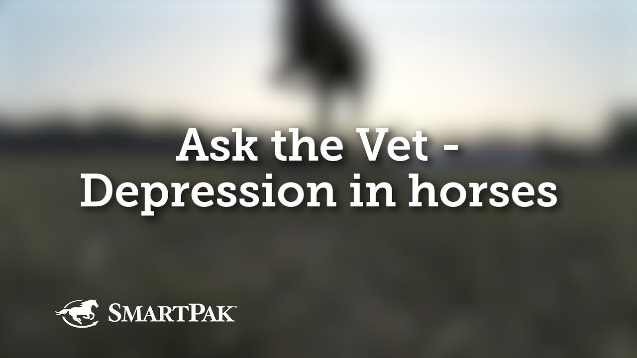 Ask the Vet - Depression in horses