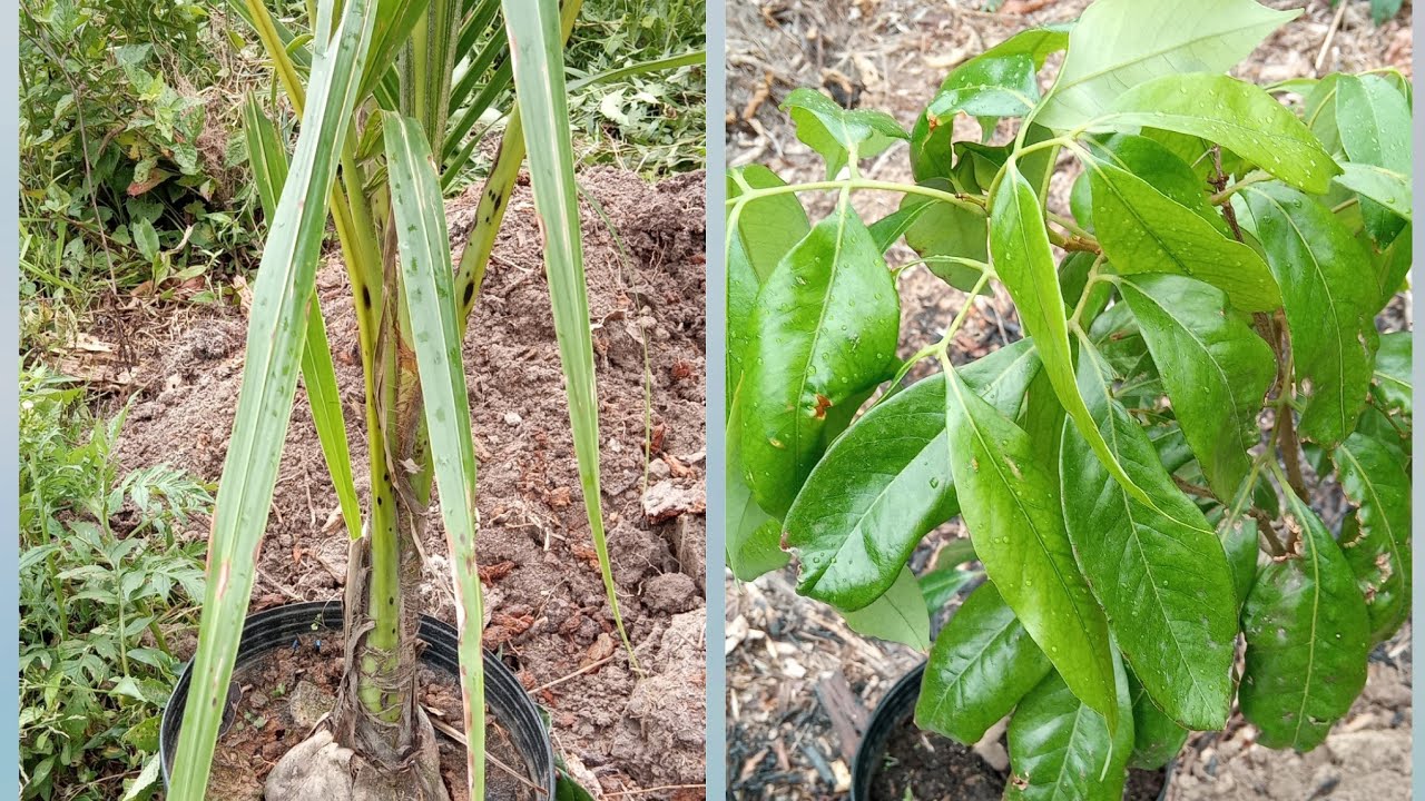 Plantei assim a MUDA de CÔCO e da LICHIA, como cuidar das FRUTÍFERAS?  #POMAR