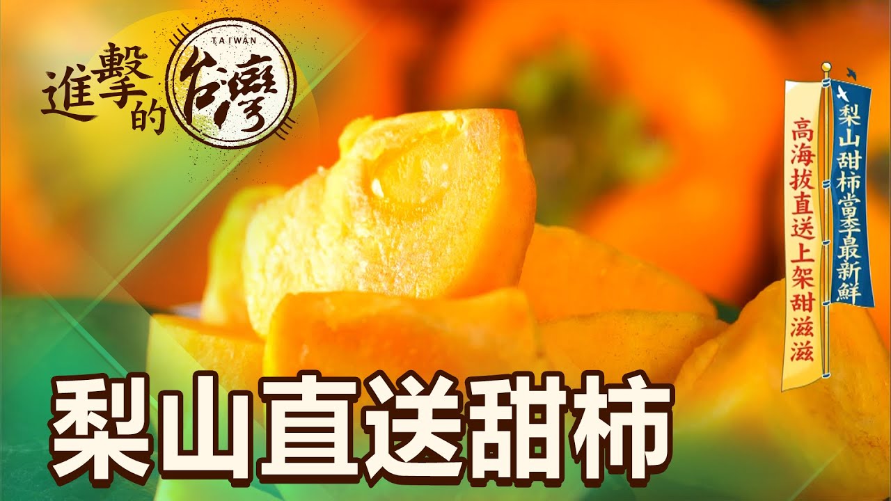 【進擊的台灣】甜！脆！來自梨山的甜柿 層層把關萬中之選
