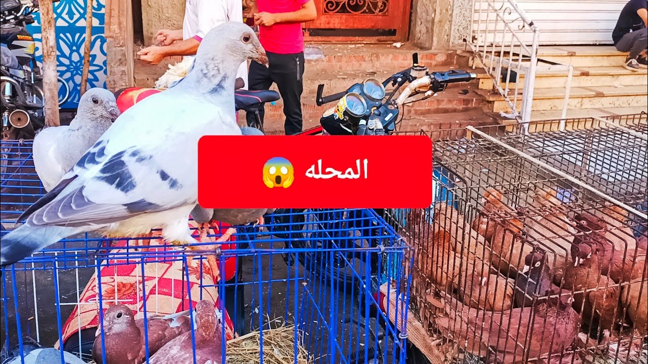 سوق الجمعه 😱في المحله اسعار الحمام الغزار 💸 والزوجل وزغاليل والكلفه مفاجاه في اسعار #العناني