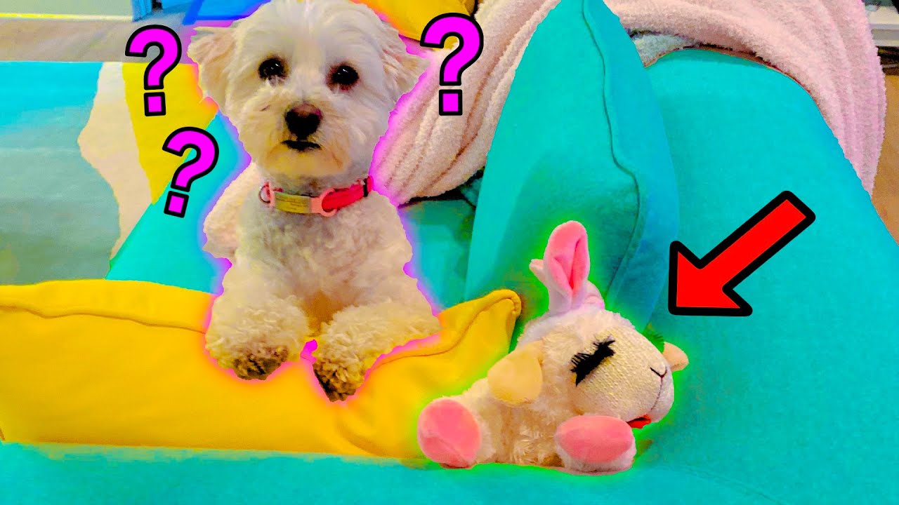 PUPPY PLAYS SEARCH AND RESCUE!!!