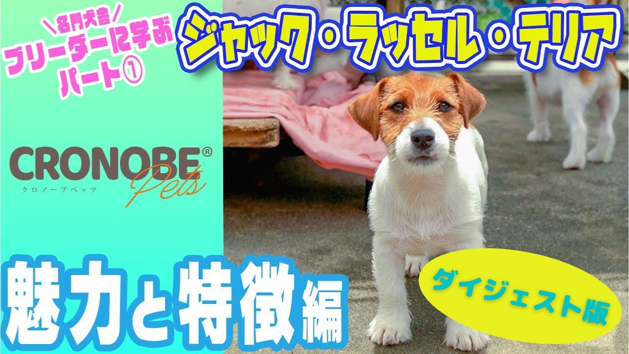 【ダイジェスト版】ジャックラッセルテリアの魅力・特徴を徹底解説！