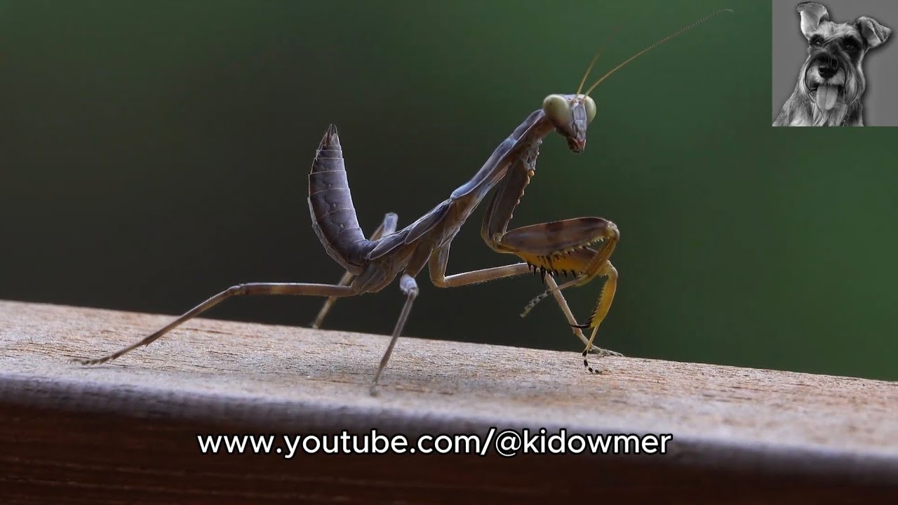 GIANT ASIAN BROWN PRAYING MANTIS, Singapore
