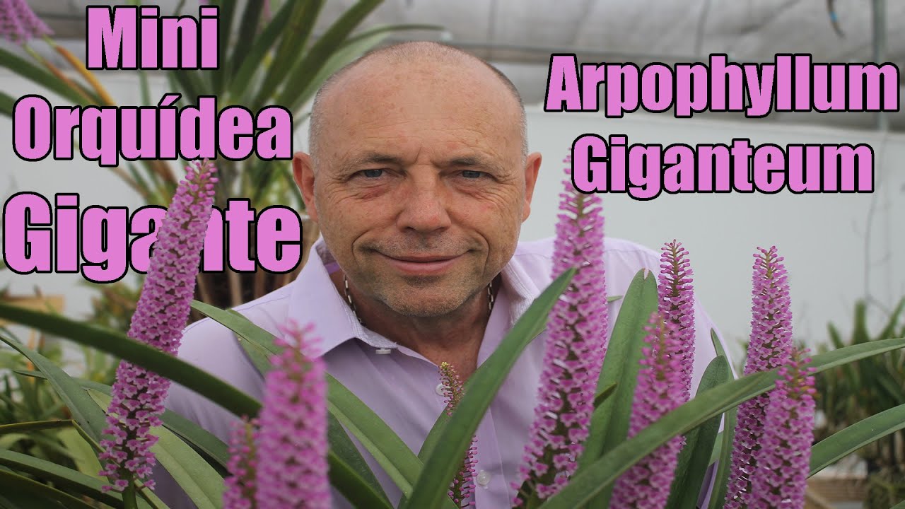 Arpophyllum - A Mini-Orquídea GIGANTE!!