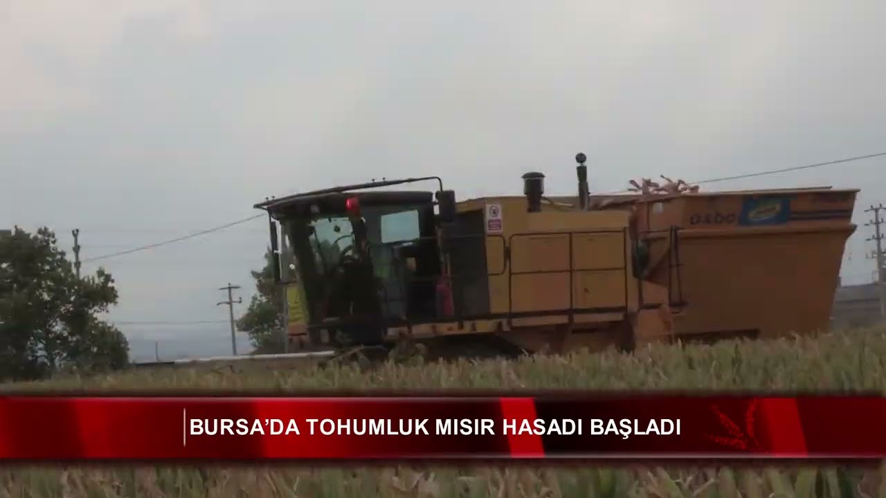 Bursa&rsquo;da tohumluk mısır hasadı başladı
