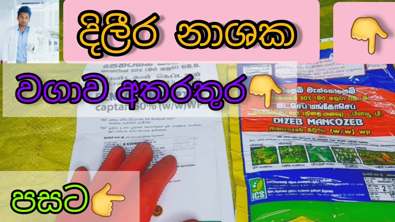 දිලීර නාශක බාවිතය , ඔබේ වගාවෙත් දිලීර ආසාදනයට පෙර 👉