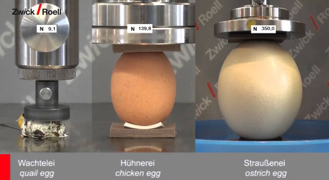 Tests on eggs - Prüfungen an Eiern