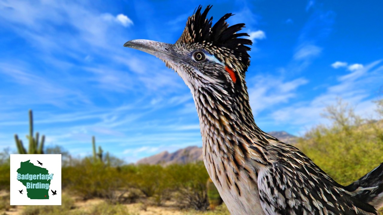 Greater Roadrunner Secrets EXPOSED!