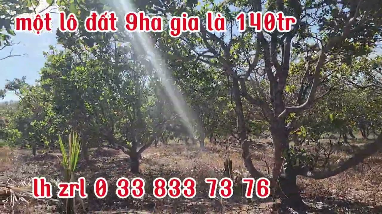 Da bán 29 tháng 12, 2025