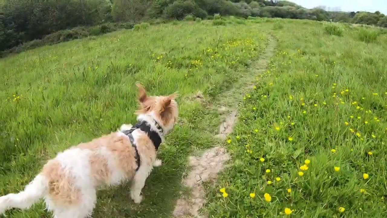 Walk from Penrose to Porthcothan Mill