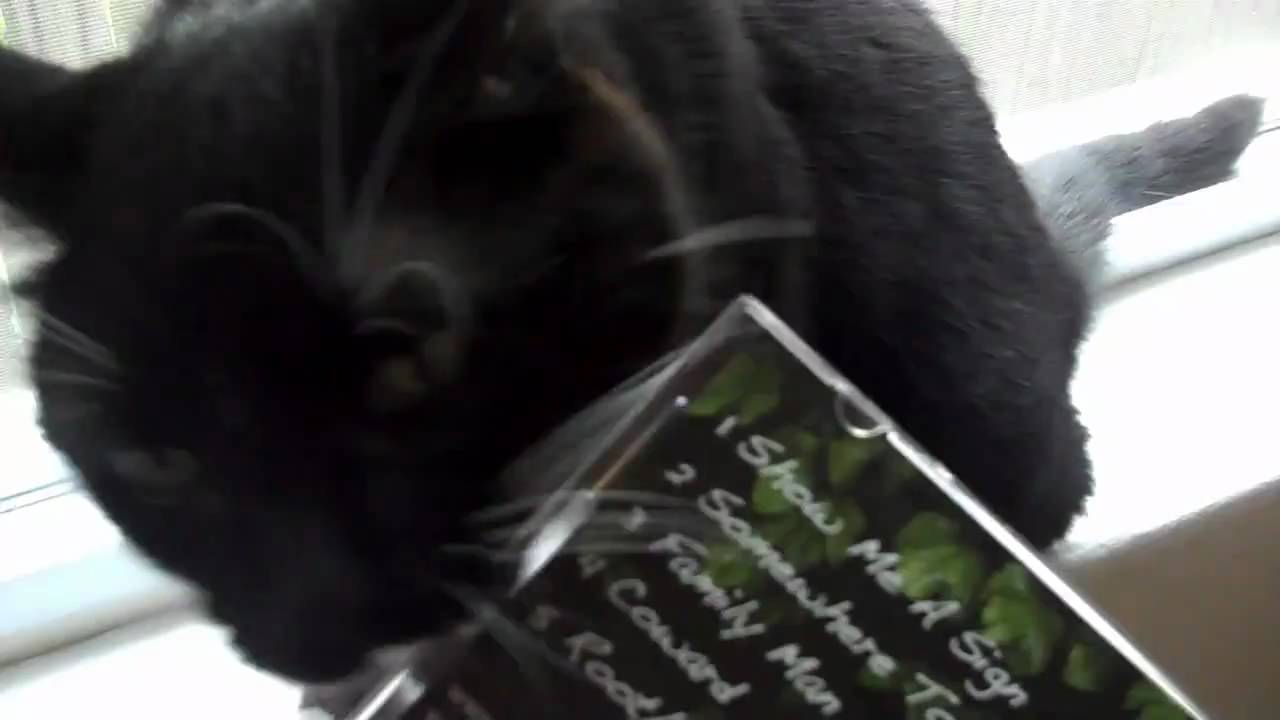 Cat eating Johnny Lingo CD