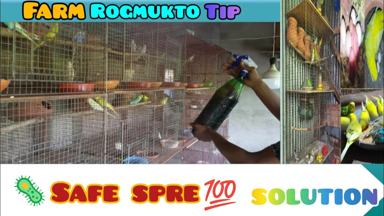 ফার্মকে রোগমুক্ত রাখার সহজ উপায় | Potash Spray Routine#birds 