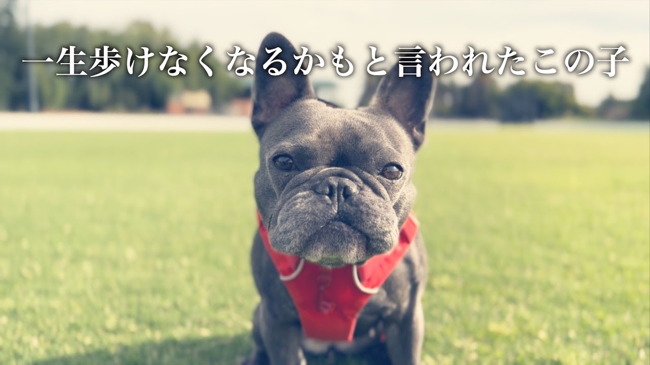 涙の緊急大手術のあの日から大復活の姿【豪州内陸の旅①】