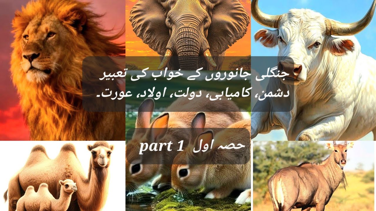  جنگلی جانوروں کے خواب کی تعبیر۔ دشمن، دولت، بلندی، اولاد، عورت۔ سچی تعبیر۔#khwabkitabeer #islamic