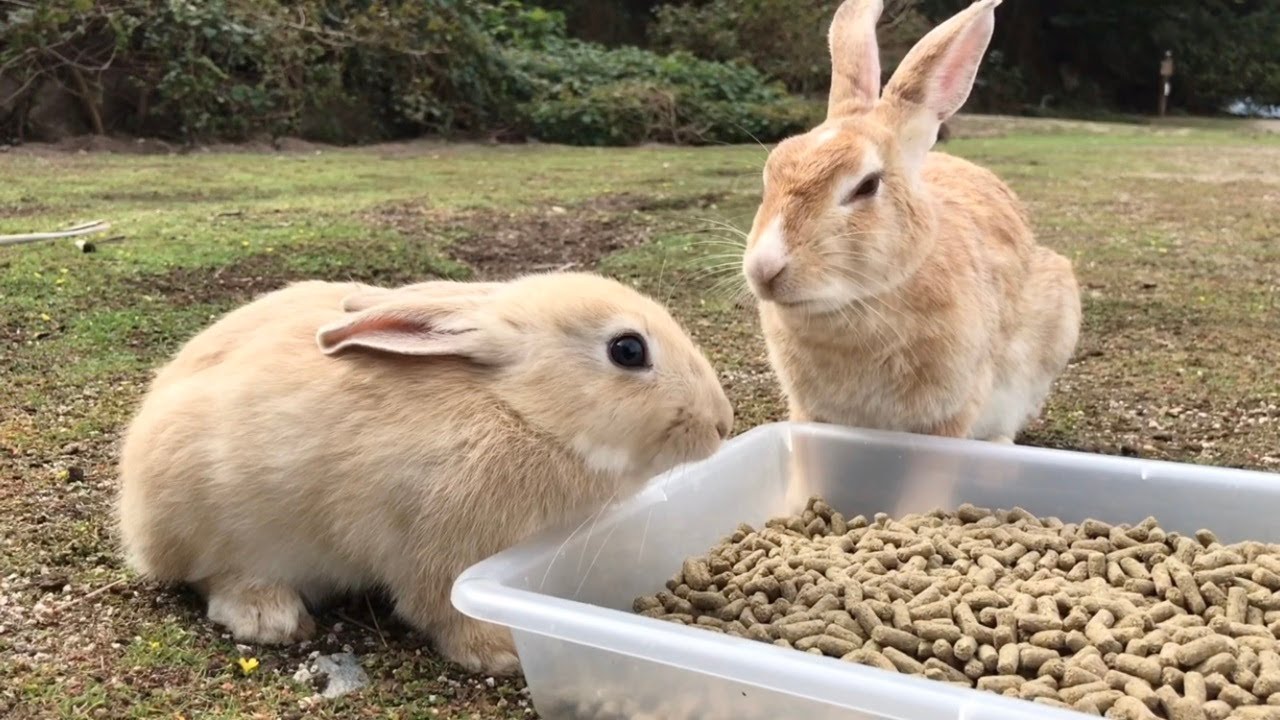 This tiny bunny is a bit scared of the big bunny in front of him.