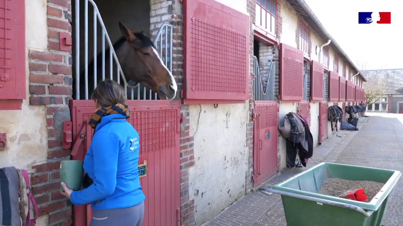 Visite virtuelle : Découvrez le site IFCE du Haras national du Pin