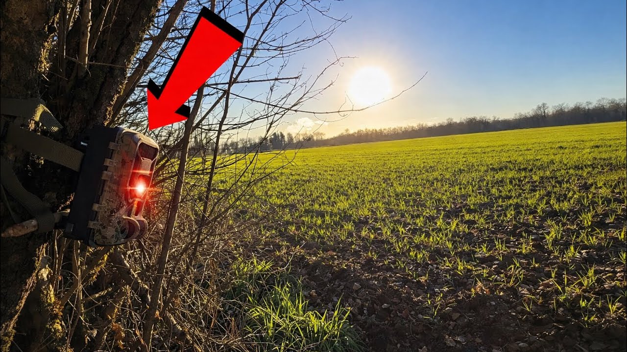 J&rsquo;ai laiss&eacute; une cam&eacute;ra de chasse 5 jours devant ce champ voici ce qu&rsquo;elle a film&eacute;