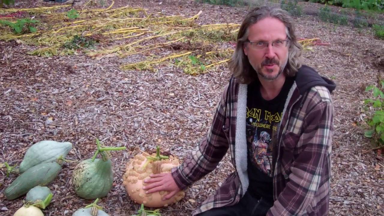 Harvesting Our Back To Eden Pumpkins October 2016